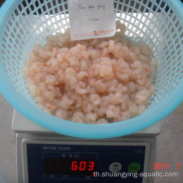 Frozen Pud Red Shrimp IQF ขนาด 100-200